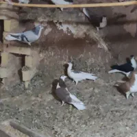 کبوتر نرو ماده|پرنده|باشتین, |دیوار