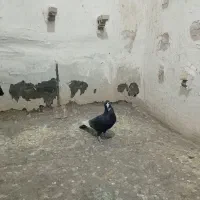 3عددکفتر|پرنده|زرند, |دیوار