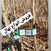 نهال شناسه دار نهالستان محسن|خدمات باغبانی و درختکاری|تیران, |دیوار