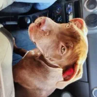 سگ نژاد دار|سگ|مشهد, حسین‌آباد|دیوار