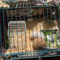 یک جفت همستر