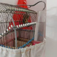 سهرهبروجردی