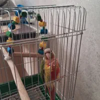 طوطی گرینچیک|پرنده|ابهر, |دیوار