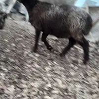 بره‌‌.|حیوانات مزرعه|آبسرد, |دیوار