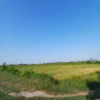 زمین کشاورزی|فروش دفتر صنعتی، کشاورزی، تجاری|رشت, حومه رشت|دیوار