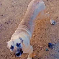 حیوون سراب کانگال تازه رفته 13ماهه