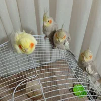 ۴ عروس هلندی، دستی، قفس و وسایل کامل|پرنده|قرچک, شهرک طلائیه|دیوار