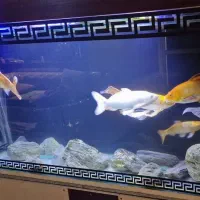 ماهی کوی|ماهی|تهران, نصرت|دیوار