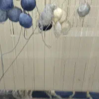 فروش دار قالی