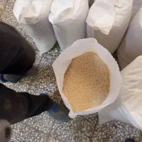 فروش برنج طارم هاشمی دوباره کشت