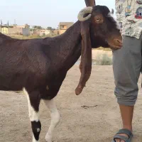 حیوانات اهلی