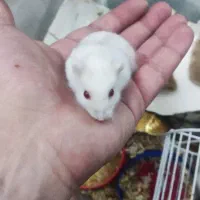 همستر مینیاتوری کمپل