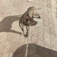 پیت بول|سگ|لنجان, |دیوار