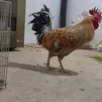 خروس بالغ|حیوانات مزرعه|مشکیندشت, |دیوار