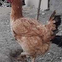 مرغ لاری معاوضه با غاز ،طاقچه، خروس|حیوانات مزرعه|مشهد, چاهشک|دیوار