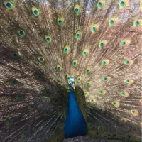 یک جفت طاووس بالغ