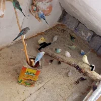 مرغ عشق|پرنده|گرگان, |دیوار