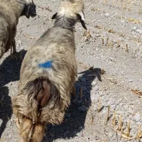 شیشک میش و قوچ چاق و سرحال|حیوانات مزرعه|مرودشت, نقش رستم|دیوار