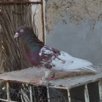 کبوتر کله سرخ نر|پرنده|شیراز, ارم|دیوار