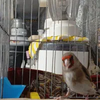 ماده سقا کارداده،آماده جفت