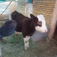 گاو|حیوانات مزرعه|ارومیه, |دیوار