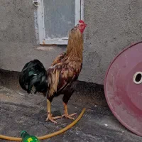 خروس جوان درشت