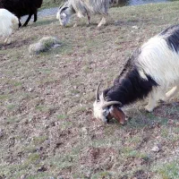 بز گوشتی ۳ساله آبی