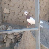 کبوتر|پرنده|صفائیه, |دیوار