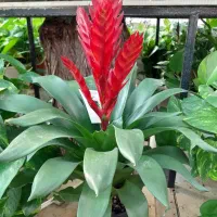 گل و گیاه|خدمات باغبانی و درختکاری|شهریار, شهریار|دیوار