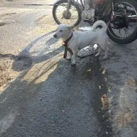 سگ پا کوتاه