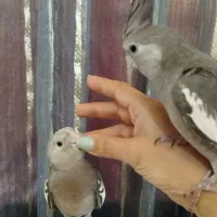 عروس هلندی ایزابلا ،کینگ تاج، نر ۵ ماهه فول دستی|پرنده|شیراز, فرهنگ شهر|دیوار