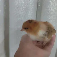 جوجه