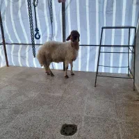 ذبح و قصابی گوسفند