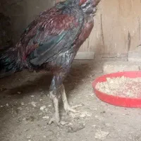 جوجه مرغ و خروس لاری