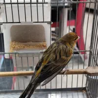 قناری سوخته  مست بخوان آماده به جفت