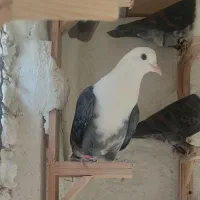کربلایی ماده ،چخ توری