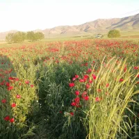 زوی کشاورزی میخوام