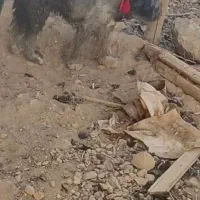 توله لاس کلکی