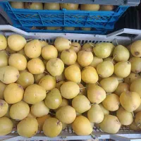 فروش گلابی شیروان|خوردنی و آشامیدنی|مشهد, شهید علی محمدی|دیوار