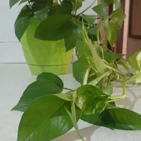 گل پتوس ۴۰۰هزارباگلدان|گل و گیاه طبیعی|پیشوا, |دیوار