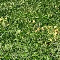 فروش حدود سه خروار کاه لوبیا|حیوانات مزرعه|خرمدره, |دیوار