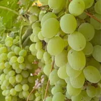 باغ میم انگور ویلایی