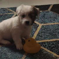 توله سگ|سگ|تهران, فلسطین (میدان انقلاب)|دیوار