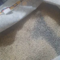 بذر سفید|گل و گیاه طبیعی|کوهدشت, |دیوار