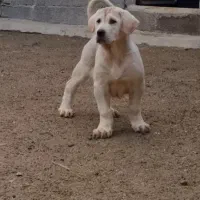 پُر خون و آینده دار