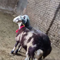 بره پلنگی بره افشاری بره بروجردی