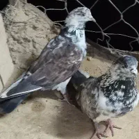 کبوترکلاغی یاقاره