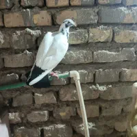 کفتر اتیق|پرنده|نیمروز, |دیوار