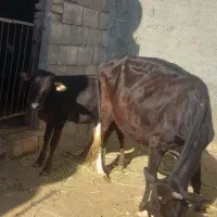 گاو وگوساله نر|حیوانات مزرعه|کرمانشاه, |دیوار