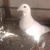 کبوتر|پرنده|بیرجند, |دیوار